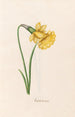 Narcisse anglais - Magdalena Rosina Funck — artwork view
