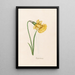 Narcisse anglais - Magdalena Rosina Funck — framed artwork on a wall
