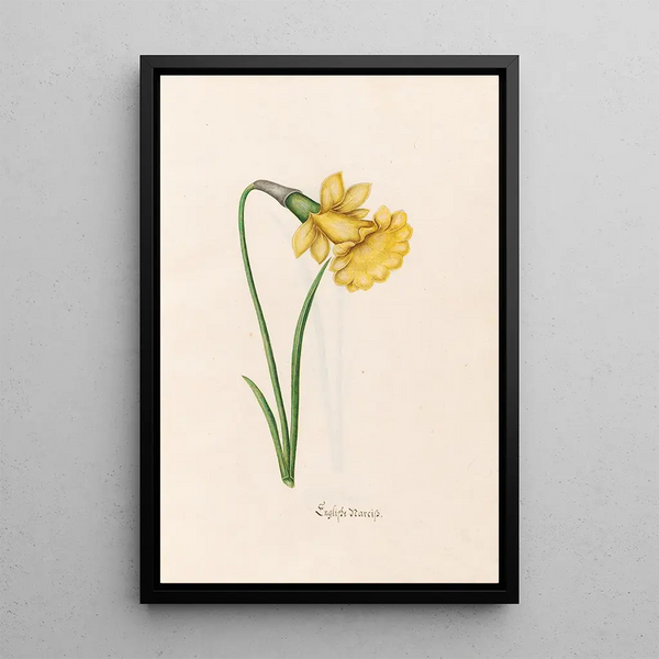 Narcisse anglais - Magdalena Rosina Funck — framed artwork on a wall