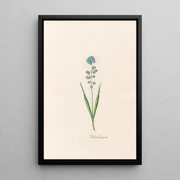 Jacinthe choisie - Magdalena Rosina Funck — framed artwork on a wall