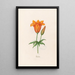 Fairy Lily Painting - Magdalena Rosina Funck — framed artwork on a wall