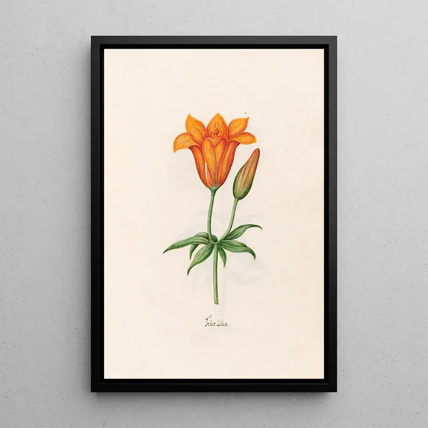 Fairy Lily Painting - Magdalena Rosina Funck — framed artwork on a wall