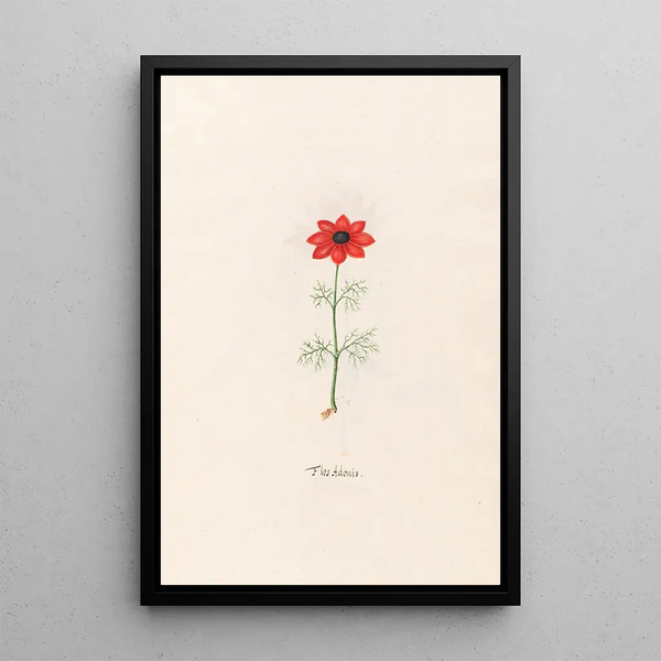 Fleur d'Adonis - Magdalena Rosina Funck — framed artwork on a wall