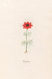 Fleur d'Adonis - Magdalena Rosina Funck — artwork view