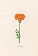 Flower of Africa - Magdalena Rosina Funck — artwork view