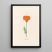 Flower of Africa - Magdalena Rosina Funck — framed artwork on a wall