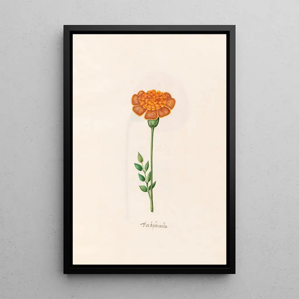 Flower of Africa - Magdalena Rosina Funck — framed artwork on a wall