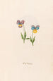 Flower of the Trinity - Magdalena Rosina Funck — artwork view