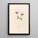 Flower of the Trinity - Magdalena Rosina Funck — framed artwork on a wall