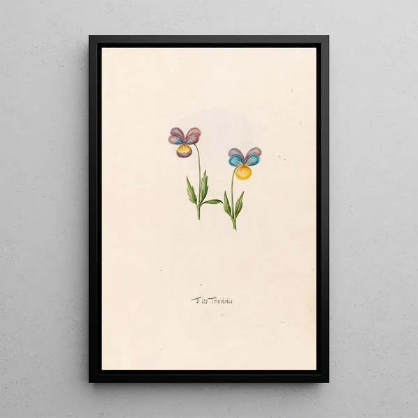 Flower of the Trinity - Magdalena Rosina Funck — framed artwork on a wall