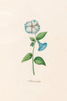 Flower admirable - Magdalena Rosina Funck — artwork view