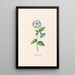 Flower admirable - Magdalena Rosina Funck — framed artwork on a wall
