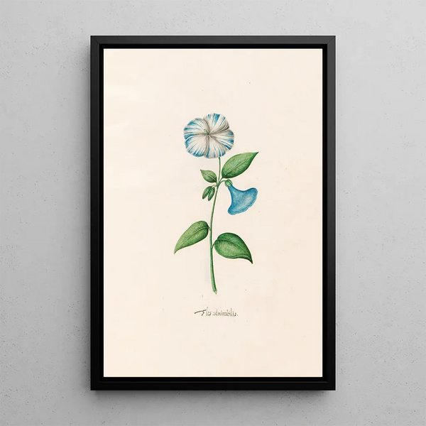 Flower admirable - Magdalena Rosina Funck — framed artwork on a wall