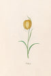 Fritillary Painting - Magdalena Rosina Funck — artwork view