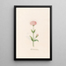 Petite rose de Marie - Magdalena Rosina Funck — framed artwork on a wall