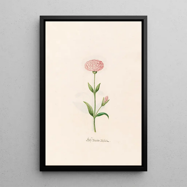 Petite rose de Marie - Magdalena Rosina Funck — framed artwork on a wall