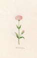 Petite rose de Marie - Magdalena Rosina Funck — artwork view