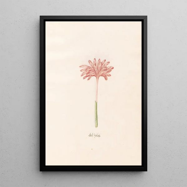 Colchicium Double Painting - Magdalena Rosina Funck — framed artwork on a wall