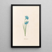 Jacinthes doubles - Magdalena Rosina Funck — framed artwork on a wall