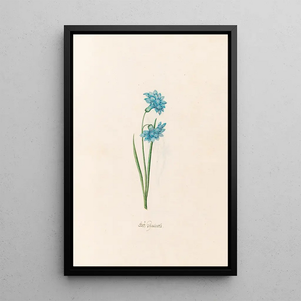 Jacinthes doubles - Magdalena Rosina Funck — framed artwork on a wall