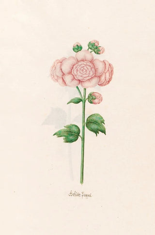 Magdelena Rosina Funck - Geflt Pappel.webp