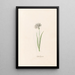 Lilacs doubles - Magdalena Rosina Funck — framed artwork on a wall