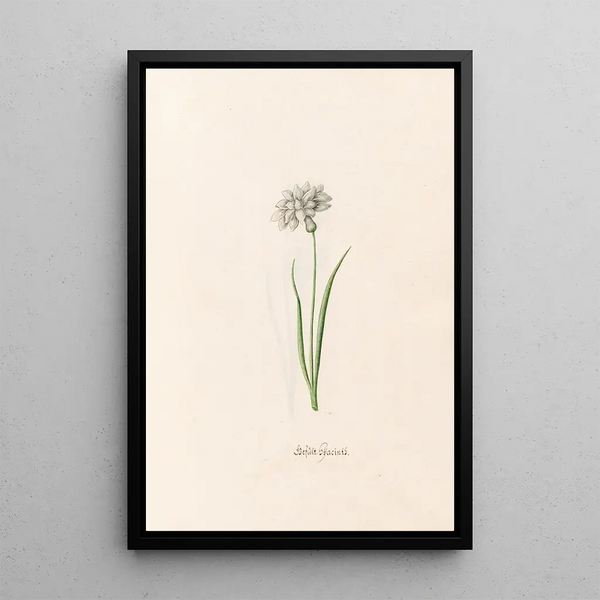 Lilacs doubles - Magdalena Rosina Funck — framed artwork on a wall
