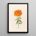 Fairy Lily Painting double - Magdalena Rosina Funck — framed artwork on a wall