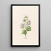 Poplar Double Painting - Magdalena Rosina Funck — framed artwork on a wall