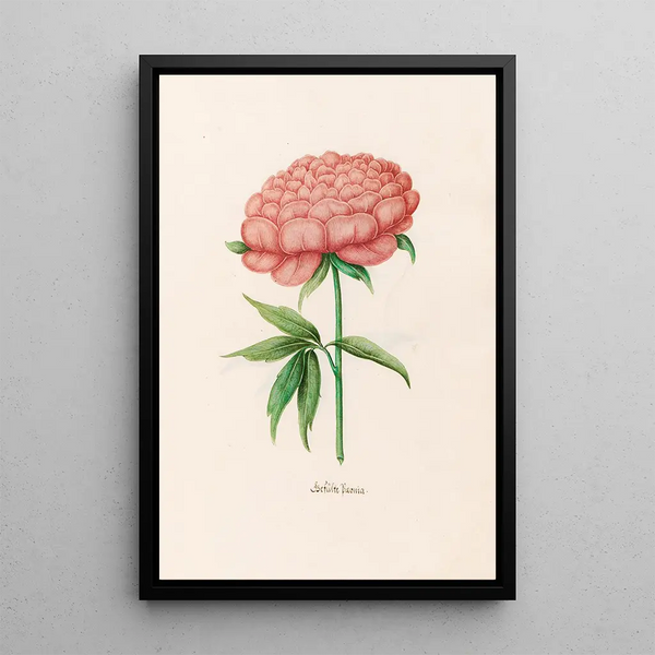 Peony Double Painting - Magdalena Rosina Funck — framed artwork on a wall
