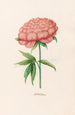 Peony Double Painting - Magdalena Rosina Funck — artwork view