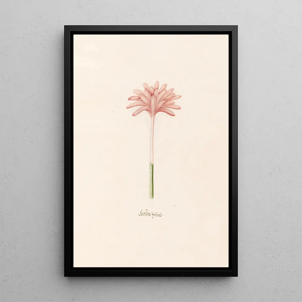 Colchique double - Magdalena Rosina Funck — framed artwork on a wall