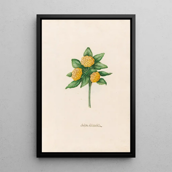 Primevère double - Magdalena Rosina Funck — framed artwork on a wall