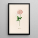 Amber Pink Painting - Magdalena Rosina Funck — framed artwork on a wall