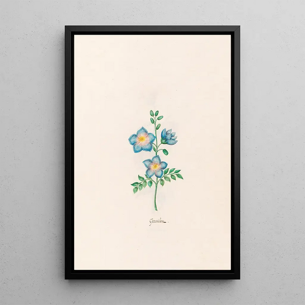 Geranium - Magdalena Rosina Funck — framed artwork on a wall