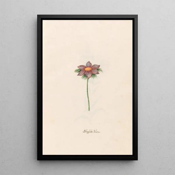 Flower of Happiness - Magdalena Rosina Funck — framed artwork on a wall