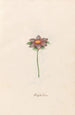 Flower of Happiness - Magdalena Rosina Funck — artwork view