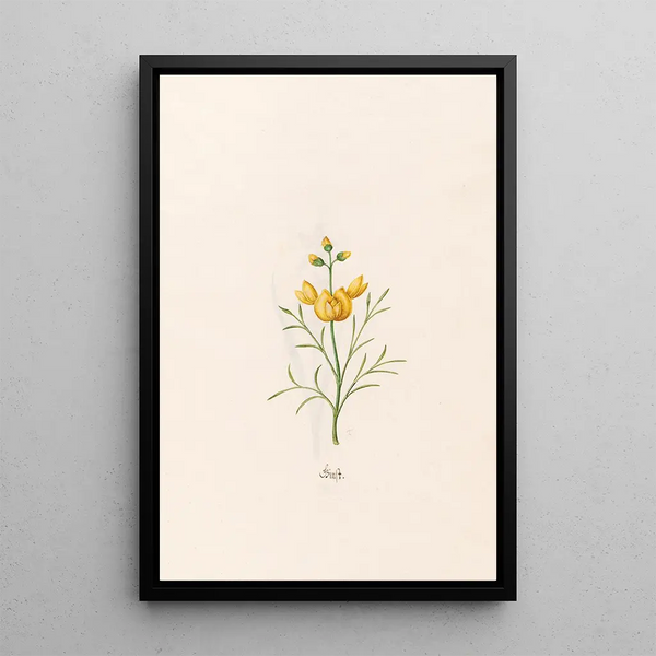 Genêt - Magdalena Rosina Funck — framed artwork on a wall