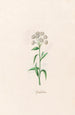 Gnaphale - Magdalena Rosina Funck — artwork view