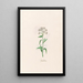 Gnaphale - Magdalena Rosina Funck — framed artwork on a wall