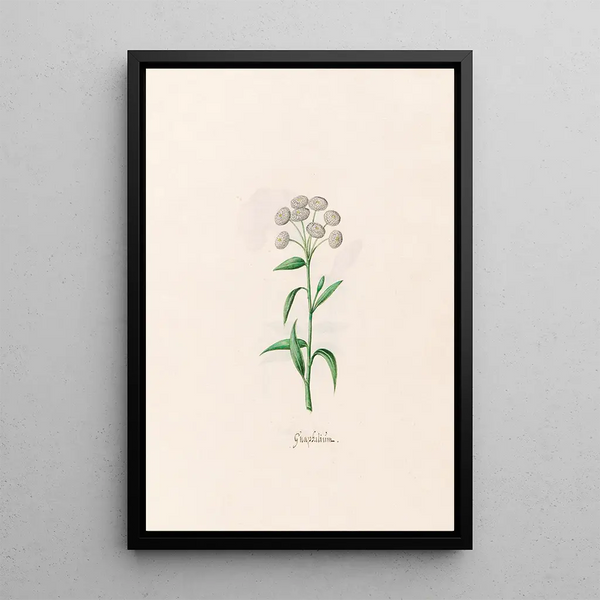 Gnaphale - Magdalena Rosina Funck — framed artwork on a wall
