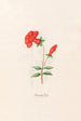 Pomegranate Flower - Magdalena Rosina Funck — artwork view