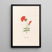 Pomegranate Flower - Magdalena Rosina Funck — framed artwork on a wall