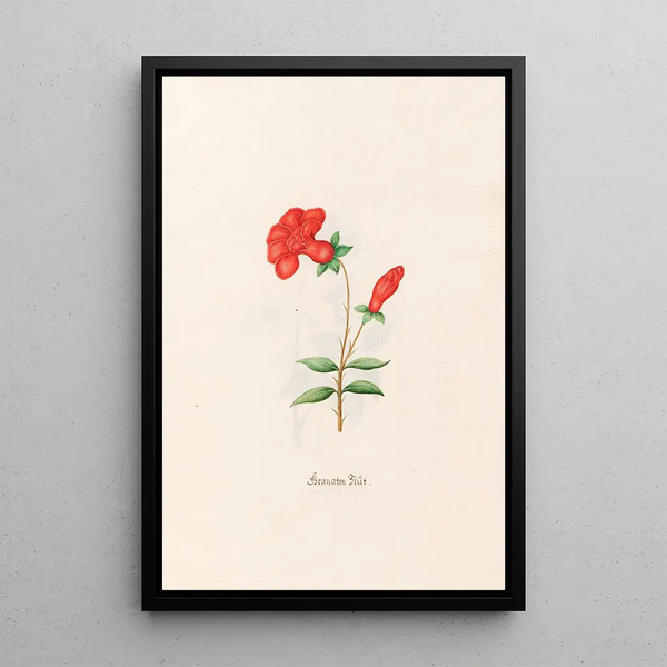 Pomegranate Flower - Magdalena Rosina Funck — framed artwork on a wall