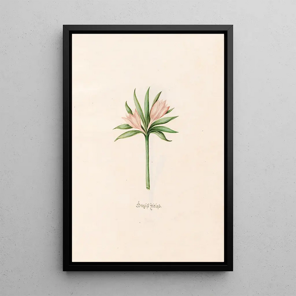 Colchic Gray Painting - Magdalena Rosina Funck — framed artwork on a wall