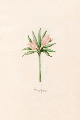 Magdelena Rosina Funck - Griegish Zeitloss.webp