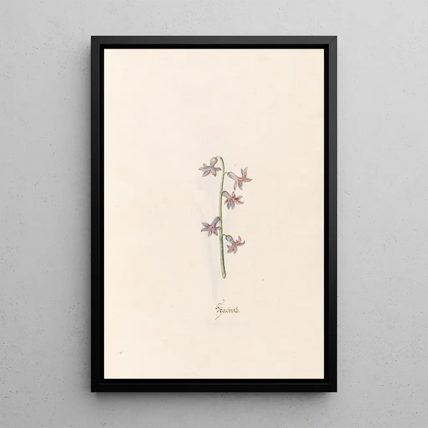 Hyacinths - Magdalena Rosina Funck — framed artwork on a wall