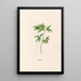Hellébore Painting - Magdalena Rosina Funck — framed artwork on a wall