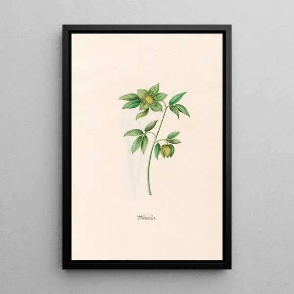 Hellébore Painting - Magdalena Rosina Funck — framed artwork on a wall