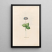 Noble Hepatic Painting - Magdalena Rosina Funck — framed artwork on a wall